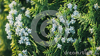 Panoramic closeup shot of Immature seed cones on a thuja tree in the daylight Stock Photo