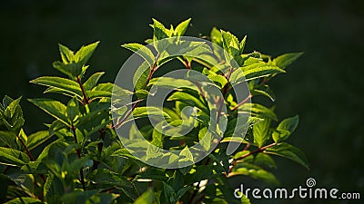 Panoramic colorful nature background. young bright green leaves of panicle hydrangea close-up on a dark background. summer garden Stock Photo