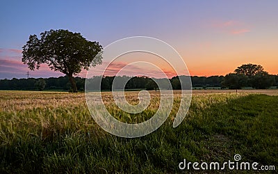 Panoramic countryside landscape with lonely tree against beautiful sunset Stock Photo
