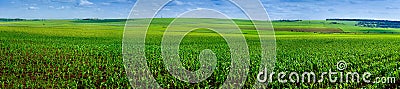 Panoramic field of corn crops Stock Photo