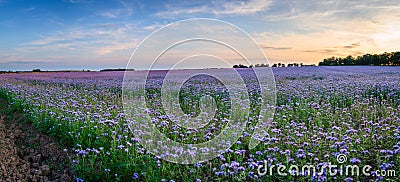 Panoramic Field of Phacelia Stock Photo