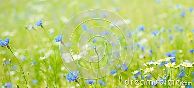 Panoramic Floral Background of flowers field Stock Photo