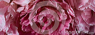 Panoramic floral banner. pink peony petals close-up. flower texture in macro photo. moody floral, dark key Stock Photo