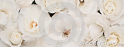 Panoramic Floral light nature background of white roses Stock Photo