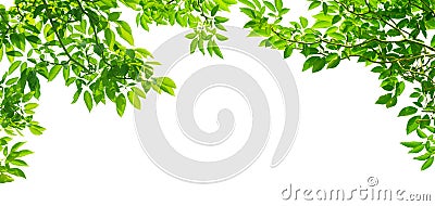 Panoramic Green leaves on white Stock Photo