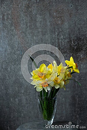 Panoramic grunge background with yellow daffodil flowers. Pattern with a bouquet of daffodils flowers on a dark Stock Photo