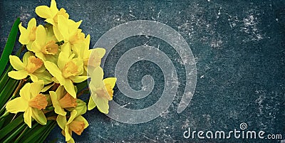 Panoramic Grunge Template with bouquet of daffodils flowers Stock Photo