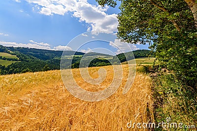 Panoramic idyllic summer farmland countryside with golden cereals on a bright sunny hot day Stock Photo