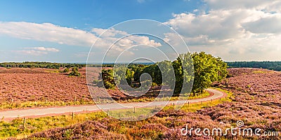 Panoramic image of blooming heathland at the Veluwe Stock Photo