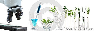 Panoramic image -Laboratory glassware with different plants and microscope on table against white background, space for text. Stock Photo