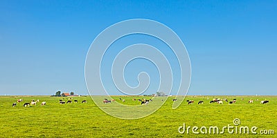 Panoramic image of milk cows in the Dutch province of Friesland Stock Photo