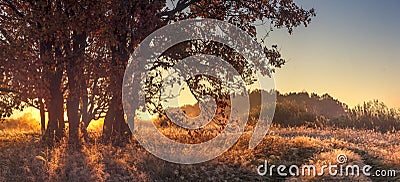 Panoramic landscape of autumn nature in the clear october morning. Large tree on golden grass in sunlight. Autumn nature landscape Stock Photo