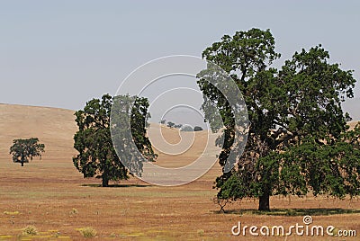 California- Landscape of Golden Hills and Beautiful Oak Trees Stock Photo