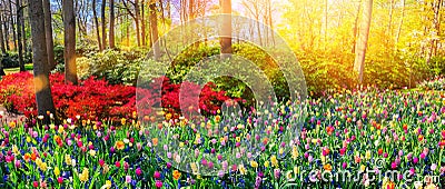Panoramic landscape with multicolor spring flowers. Nature backg Stock Photo