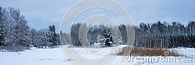 Panoramic landscape view of row of trees in snowy winter forest. Silhouettes of bare trees and evergreens against cold cloudy sky. Stock Photo