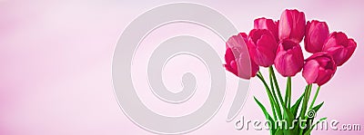 Panoramic light pink background with bouquet tulip flowers Stock Photo