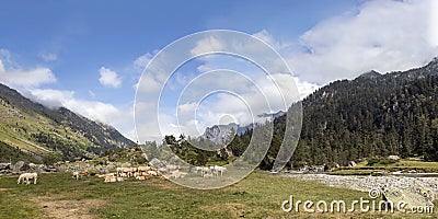 Panorama of Pyrenees mountain landscape with Bearnaise French cow breed of domestic beef cattle on the alpine meadow in France Stock Photo