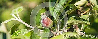 Apple tree branch with an unripe small apple Stock Photo