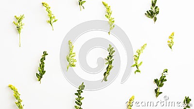 panoramic natural banner. simple floral pattern green leaves and yellow flowers Stock Photo