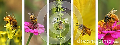 Panoramic nature bee montage background Stock Photo