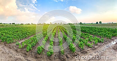 Panoramic photo of a beautiful agricultural view with pepper plantations. Agriculture and farming. Agribusiness. Agro industry. Stock Photo