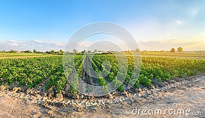 Panoramic photo of a beautiful agricultural view with pepper plantations. Agriculture and farming. Agribusiness. Agro industry. Stock Photo