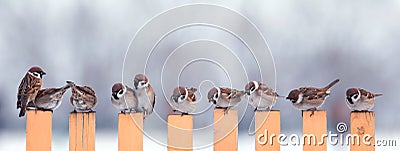 Photo a flock of small birds sparrows sitting on a fence in a garden in the village Stock Photo