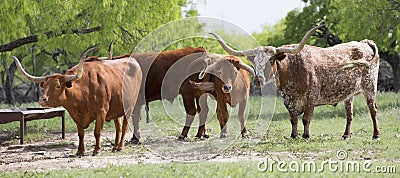 Panoramic photo of a group of Texas Longhorns Stock Photo