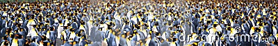 King penguins - Aptendytes patagonica - in colony in South Georgia, Antarctica Thousands of penguins. Stock Photo