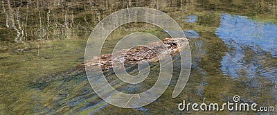 Panoramic picture of beaver Stock Photo