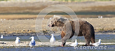 Panoramic Picture of brown bear Stock Photo