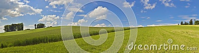 Panoramic picture with corn field and blue sky Stock Photo