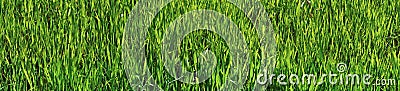 Panoramic picture - green oats Stock Photo