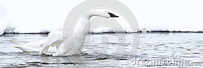 Panoramic picture of a strutting trumpeter swan Stock Photo