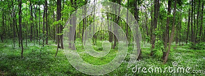 Panoramic picture of wood stitchwort flower in the forest in the sunny day. Fabulous green forest with white flowers. Beautiful s Stock Photo