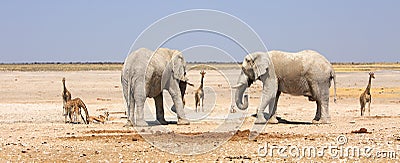 Panoramic scene of two African Bull Elephants with a small herd of Giraffe in the background on the dry Etosha plains Stock Photo