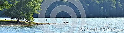 Panoramic Shoreline Percy Priest Lake with Great Blue Heron 1 Stock Photo