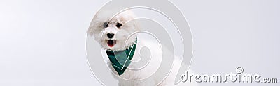 Shot of cute havanese dog in Stock Photo