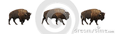 Panoramic shot of three buffalo bulls walking on white background Stock Photo