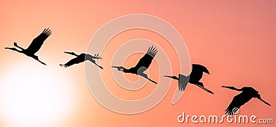 Panoramic Silhouette of Painted Stork flying against the setting Stock Photo