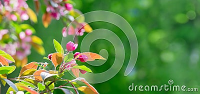 Panoramic Spring header background Stock Photo