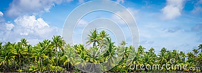 Panoramic tropical palm tree landscape. Stock Photo