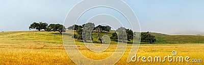 Panoramic View of Beautiful Old Oak Trees With Surrounding Pasture Stock Photo