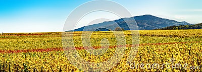 Panoramic view of the beautiful vineyards of Alsace in the fall. Bright yellow color prevails Stock Photo