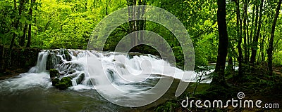 Panoramic view of the beautiful wild brook in jungle-like forest Stock Photo