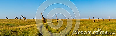 A panoramic view on a big group of giraffes in the Masai Mara Stock Photo