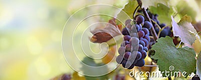 Beautiful black grapes growing in vineyard Stock Photo