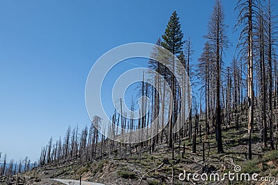 Still standing, burnt trees on higway 120 Stock Photo