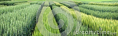 Panoramic view of demo plots sectors of cereals Stock Photo