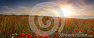 Panoramic view of field of poppies at sunrise Stock Photo